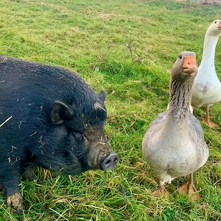 Le Dome Du Bonheur Kemp Tourtouse