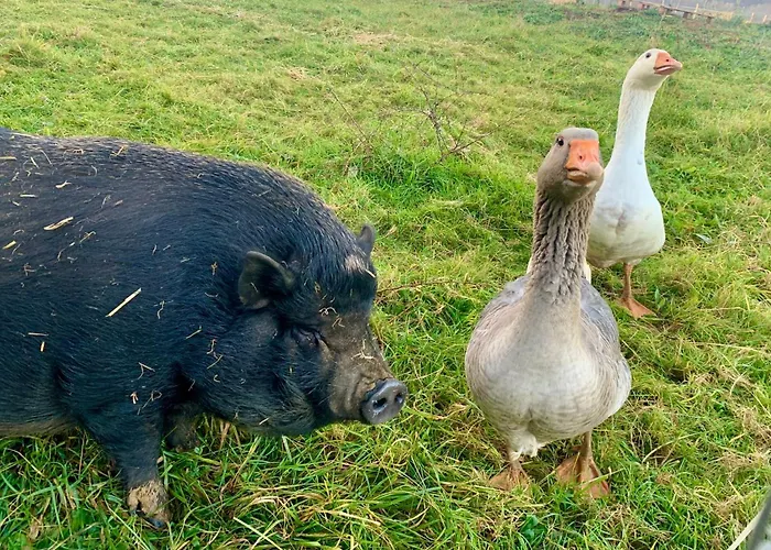 Le Dome Du Bonheur Camping Tourtouse