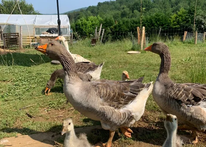 Le Dome Du Bonheur Camping Tourtouse